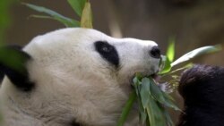 重啟“熊貓外交” 中國宣佈與加州聖迭戈動物園達成大熊貓租借協議