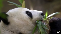 加州聖迭戈市動物園的一頭大熊貓。（美聯社2003年照片）

