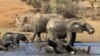 Guerre totale contre le braconnage en Afrique du Sud