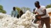 Des producteurs de coton à Boromo, Burkina Faso, 3 mars 2017.