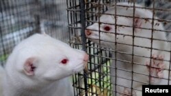 （資料照）哥本哈根一養貂場裡的白色水貂