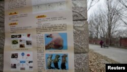 北京房山地區爆發非洲豬瘟後有關當局在豬場外貼出識別豬瘟病症的警告。 （2018年11月23日）