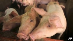 In this May 30, 2019, photo, pigs are kept in a pen in My Duc district, Hanoi, Vietnam. 