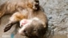 In Cambodia, Conservation Is as Varied as the Species 
