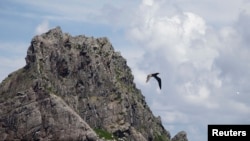 資料照片：一隻海鳥飛過東中國海日本稱作尖閣列島、中國稱作釣魚島的無人居住的島嶼。 （2012年9月2日）