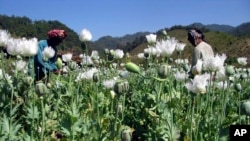 緬甸種植罌粟的情況