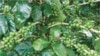 FILE - Laos farmers turn to coffee growing as government prohibits opium and discourages "slash and burn" agriculture.