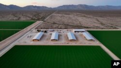 FILE - Bales of hay are stored under shelters at Al Dahra Farms, Oct. 17, 2023, in the McMullen Valley in Wenden, Arizona. The state's attorney general said she is suing an alfalfa farm in western Arizona, Fondomonte, for its groundwater usage. 