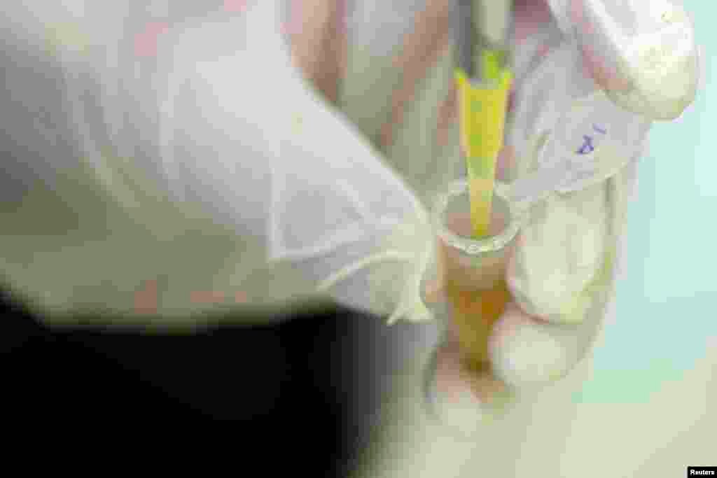 Un technicien de laboratoire de compagnie Icon Genetics prépare des protéines à base des plantes de tabac (Nicotiana benthamiana) dans un laboratoire de Halle, le 14 Août 2014. Icon Genetics a développé une technologie de vaccin à virus Ebola produire en masse.