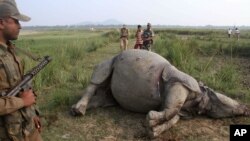 La faune indienne