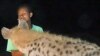 Ethiopia's 'Hyena Men' Talk to the Animals
