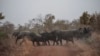 Cinq éléphants abattus au Tchad, craintes d'une reprise du braconnage