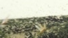 Madagascar at Risk for Locust Plague