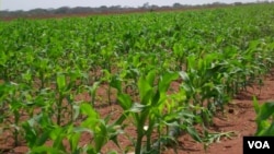 Fazenda "Pedras Negras" em Malanje