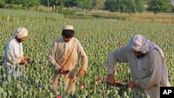 امسال ۴۸۰۰ تن تریاک در افغانستان تولید شده است