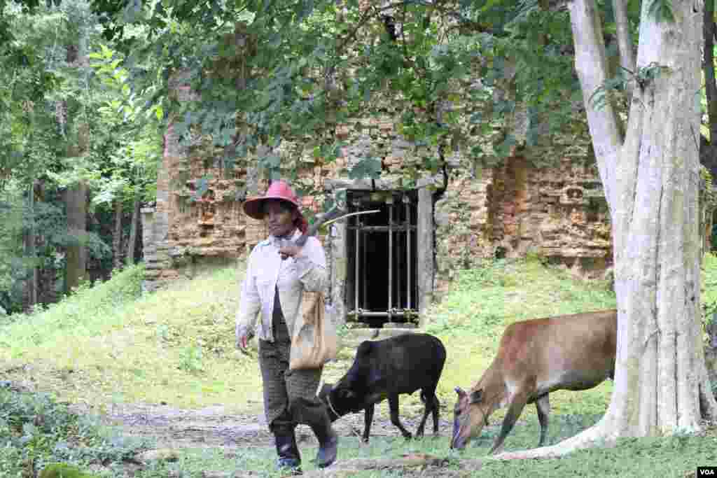  ផល ម៉ៅ វ័យ៤៨ឆ្នាំ ជាប្រជាពលរដ្ឋក្នុងតំបន់ប្រាសាទសំបូរព្រៃគុក។ គាត់មានមុខរបរជាអ្នកឃ្វាលគោ ឲ្យស៊ីស្មៅក្នុងបរិវេណតំបន់ប្រាសាទ ដែលជួយគាត់ឲ្យរកចំណូលបាន៣០ម៉ឺនរៀលក្នុងមួយខែ ថតនៅថ្ងៃទី១៣ ខែកក្កដា ឆ្នាំ២០១៧។ (ស៊ុន ណារិន/VOA)