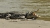 Un nonagénaire tué par un crocodile au Zimbabwe